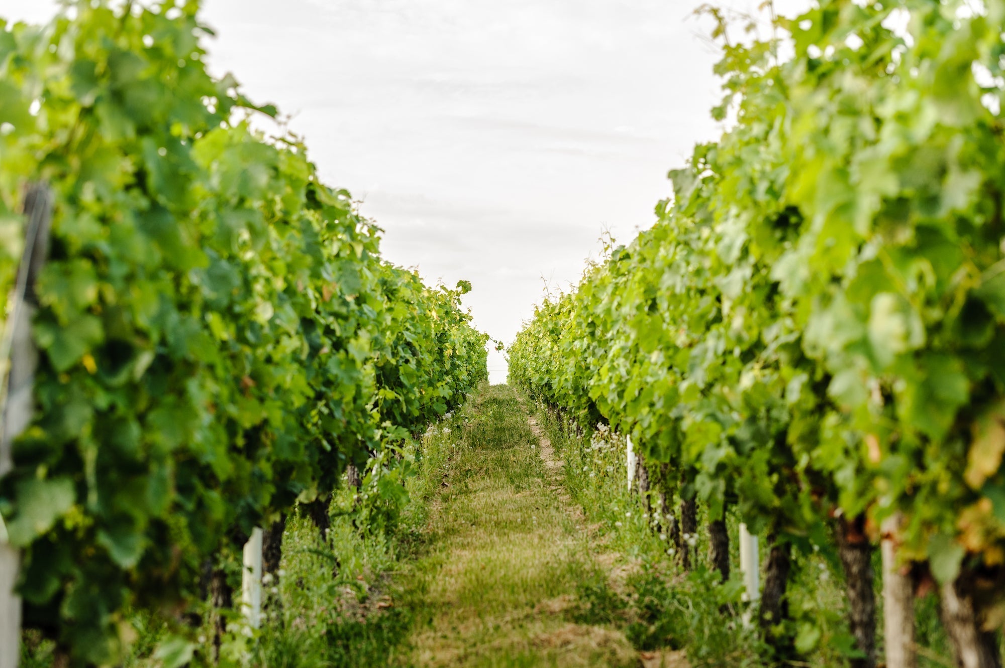 Nos vignobles officiellement certifiés BIO!