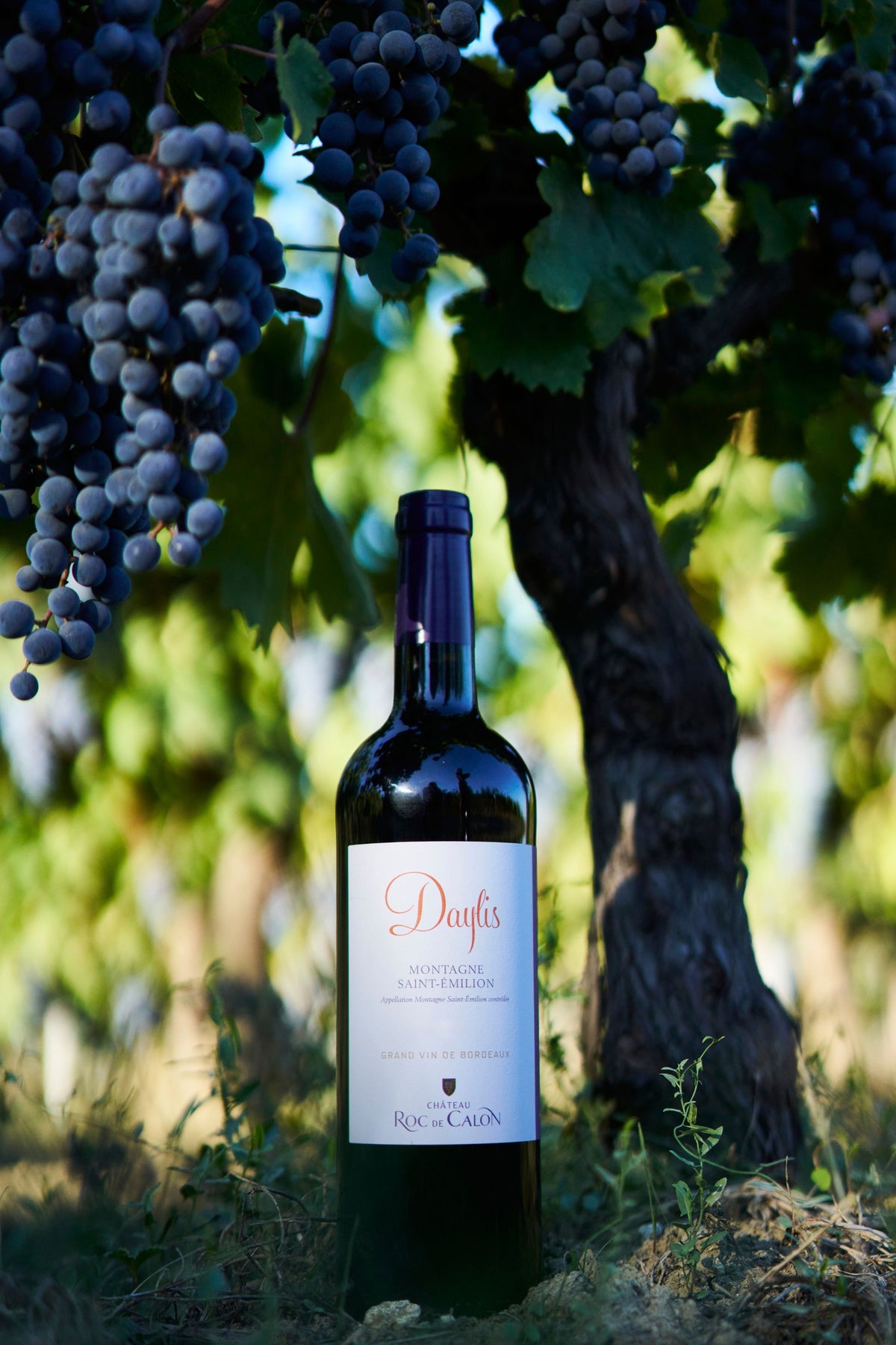 Daylis de Château Roc de Calon 2023